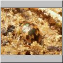 Omophron limbatum - Grundkaefer 02.jpg